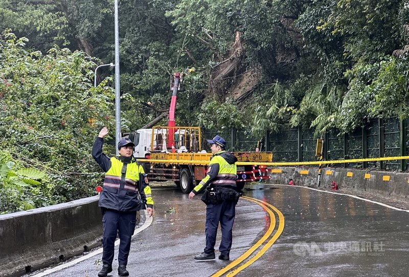 新北市新莊區壽山路15日大雨影響，路樹傾倒影響雙向交通。警方出動疏導交通，新莊區公所請廠商移除路樹後，恢復通行。（翻攝畫面）中央社記者黃旭昇新北傳真 114年3月15日