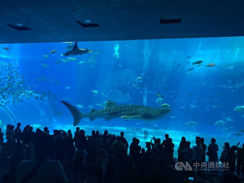 日本是台灣旅客最喜歡造訪的國家，根據交通部觀光署統計，113年12歲以下旅客，有近60萬人次赴日本旅遊。圖為沖繩美麗海水族館。中央社記者余曉涵攝  114年3月16日