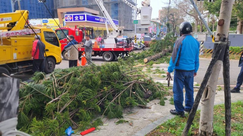 苗栗市1棵樹齡至少50年、高約5層樓的南洋杉16日疑不敵強風吹襲傾倒,阻斷路口交通,有民眾當時正在人行道旁聊天險些遭波及。(民眾提供)中央社記者管瑞平傳真 114年3月17日