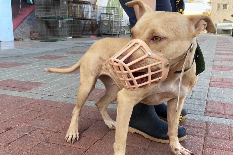 比特犬被農業部列為危險性犬種之一，目前全國有3974隻，各地方政府加強宣導防護措施，避免發生傷害事件。（台南市政府提供）中央社記者楊思瑞台南傳真  114年3月18日