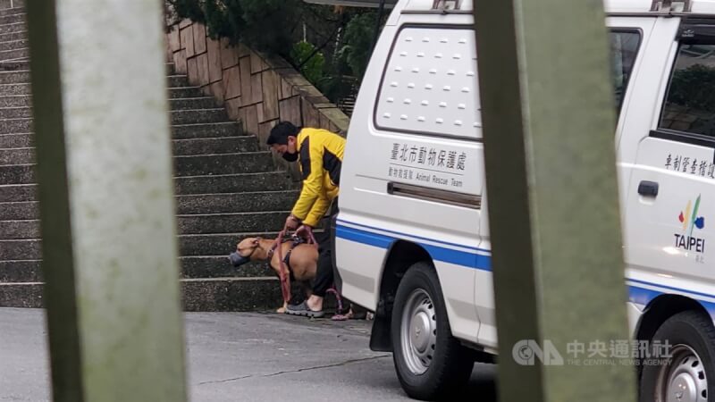 台北市比特犬Lucky兩度跳出車窗咬傷人，台北市動保處18日中午到飼主家執行沒入作業，由訓犬師協助比特犬入籠，暫安置在動保處。（翻攝照片）中央社記者黃麗芸 114年3月18日