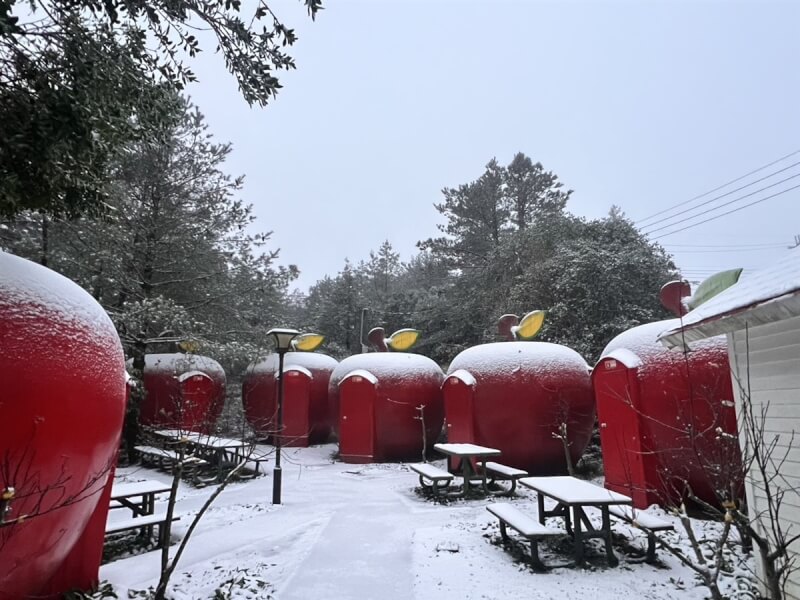 冷氣團來襲，梨山地區、福壽山農場18日清晨降雪，農場內的蘋果帳篷上有積雪，彷彿撒上糖霜般。（福壽山農場提供）中央社記者趙麗妍傳真 114年3月18日