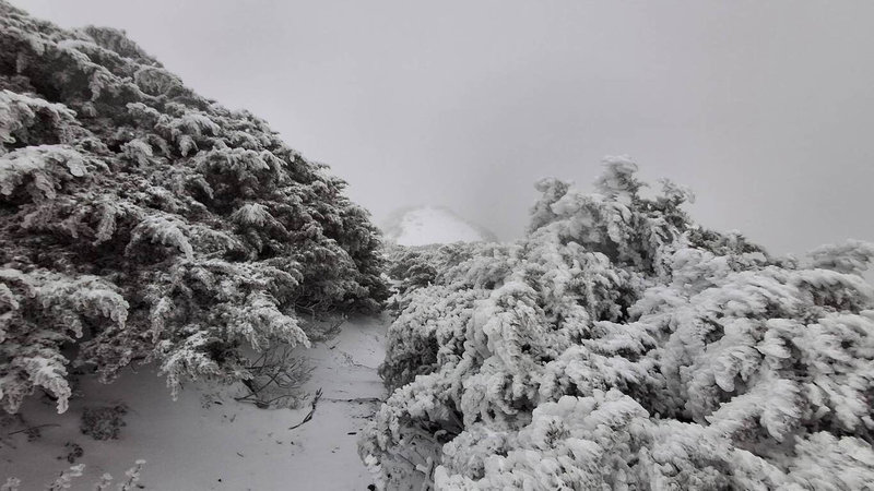 中央氣象署表示，18日清晨玉山飄雪，截至上午8時已積雪達1公分，目前仍持續中。（氣象署提供）中央社記者張雄風傳真  114年3月18日