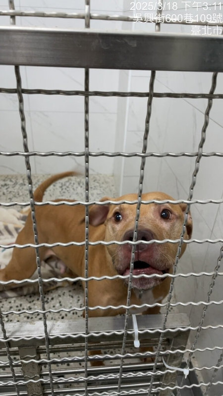 台北市比特犬Lucky兩度跳出車窗咬傷人,遭沒入安置。台北市動保處18日表示,目前讓犬隻獨居以減低對外界敏感性與緊迫感。(台北市動保處提供)中央社記者黃麗芸傳真 114年3月18日