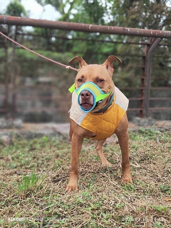 新竹縣比特犬「尖石」2021年因咬傷飼主友人致死而遭收容，新竹縣動物保護防疫所18日表示，經專業訓犬師協助改善，尖石已能適應戴口罩出籠散步，目前由屏東縣一家符合代養資格的私人狗園代養中，狀況良好。（新竹縣動物保護防疫所提供）中央社記者魯鋼駿傳真  114年3月18日