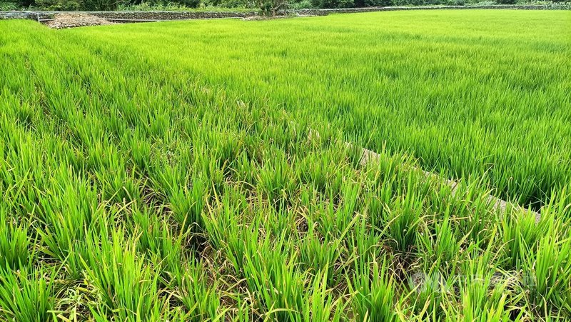 農業部應監察院、審計部要求清查農保資格，雲林縣長張麗善擔心不利青農租地及農地農用，呼籲放寬清查標準。農業部說明，政策福利用於實際耕作者，不可能同時對不同人重複給付，這也是審計部被憲法賦予的機關職責所在，才會要求農業部清查農保資格。中央社記者楊淑閔攝  114年3月19日