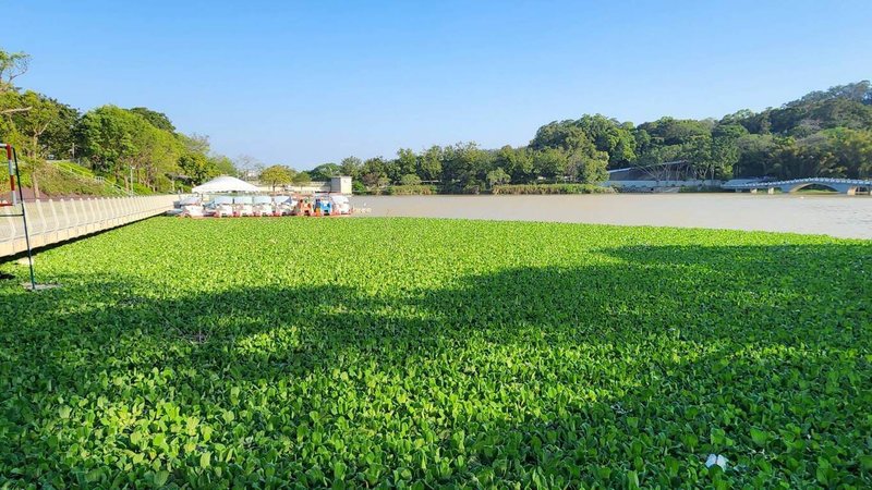 青草湖為新竹市重要觀光景點，當地居民表示，湖面常覆蓋大量布袋蓮，影響生態及景觀，甚至滋生小黑蚊，降低民眾前往散步、休憩意願，盼市府重視。（民眾提供）中央社記者魯鋼駿傳真  114年3月19日