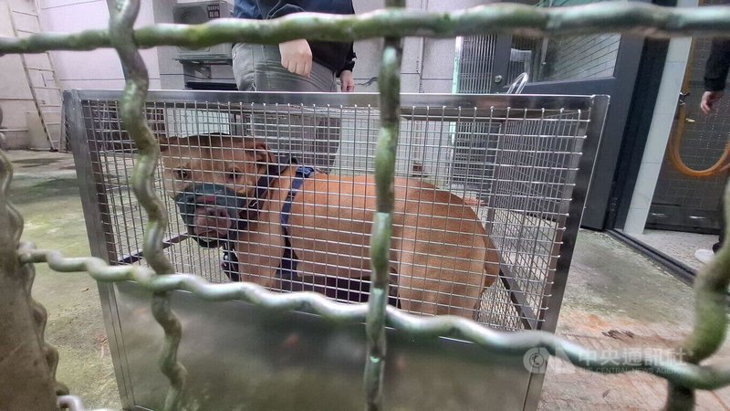 台北市比特犬Lucky兩度跳出車窗咬傷人,18日遭台北市動保處沒入安置。動保處19日表示,Lucky情緒一直保持緊張和緊戒感,18日晚餐也未進食,已由訓犬員協助安撫。(翻攝照片)中央社記者黃麗芸傳真 114年3月19日