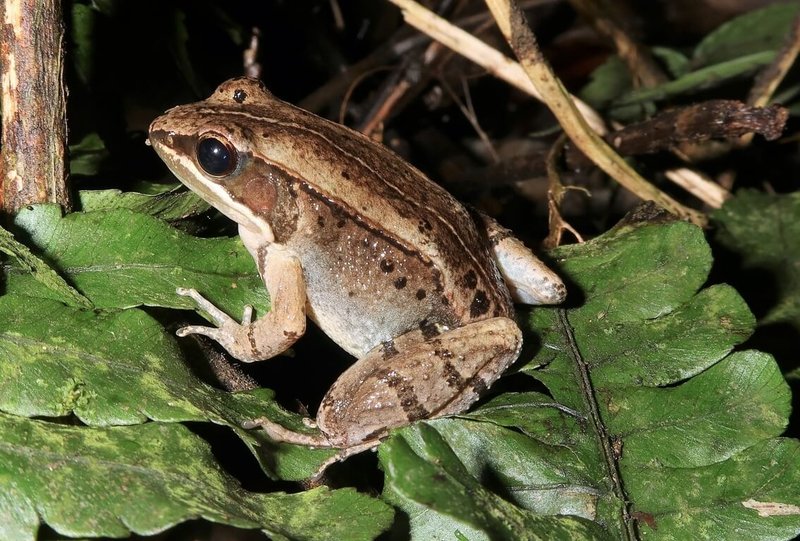 台灣新獨立物種「魚池琴蛙」目前分布總面積僅剩0.015平方公里，成體族群數量初估約300至700隻。（林春富提供）中央社記者許秩維傳真 114年3月20日