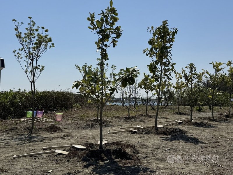 雲林縣政府、農業部林保署南投分署、口湖鄉公所21日攜手在口湖鄉海口故事園區種下364棵耐風抗旱的樹種，盼豐富當地生態多樣性。 中央社記者姜宜菁攝  114年3月21日