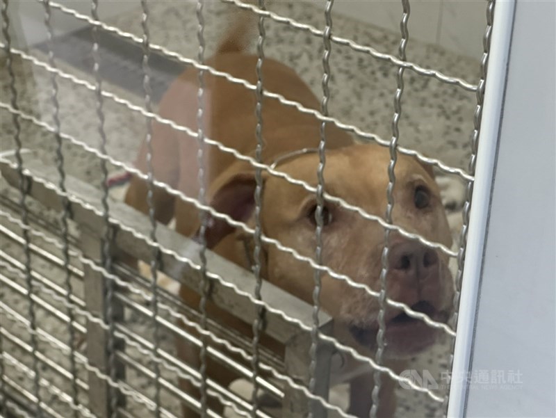 兩度跳出車窗咬傷人的比特犬Lucky，台北市動物保護處目前把犬隻獨自關在暫時收容舍。動保處21日表示，已收到飼主繳納的罰鍰。（中央社檔案照片）