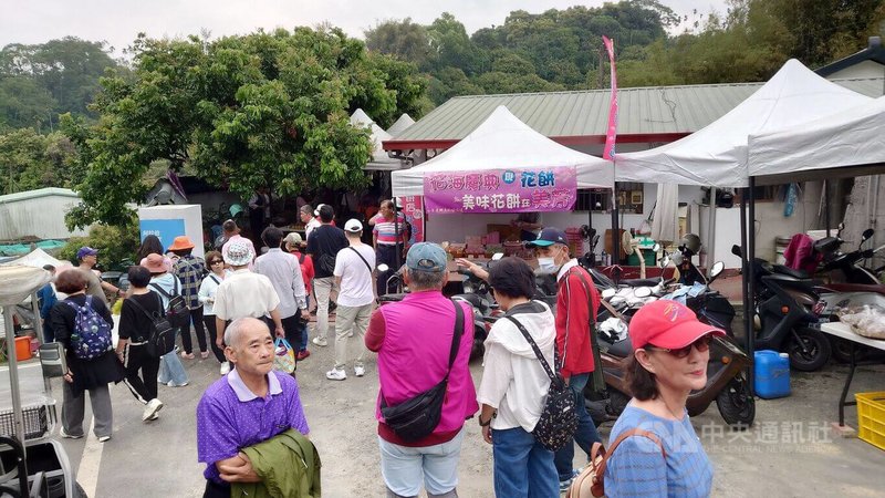 嘉義縣竹崎鄉「阿拉伯粉紅村」28日舉辦開園活動,吸引數百人與會,想欣賞花旗木開花美景,但受氣候異常影響,花旗木還沒開花。中央社記者蔡智明攝 114年3月28日