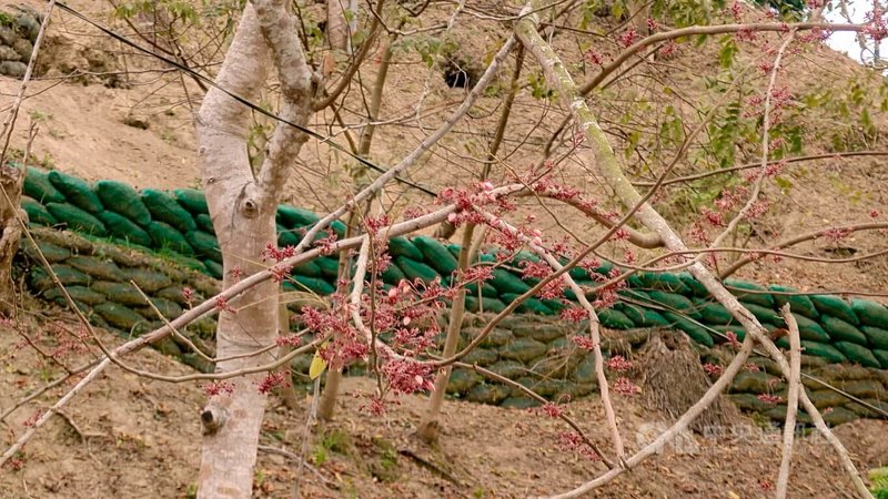 嘉義縣竹崎鄉「阿拉伯粉紅村」300多株花旗木原本應在3月底盛開,因氣候影響花期延後,僅部分含苞待放,預計清明後才會綻放。中央社記者蔡智明攝 114年3月28日