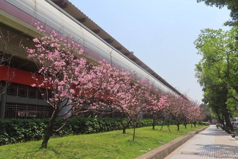 台北市公園處30日表示,捷運芝山、石牌站一帶的櫻花正進入最佳觀賞期,歡迎民眾帶相機、搭乘捷運,把握機會捕捉粉紅美景。(台北市公園處提供)中央社記者陳昱婷傳真 114年3月30日