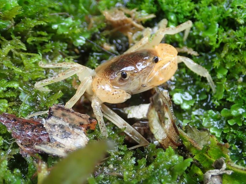 太魯閣國家公園管理處邀請農業部生物多樣性研究所助理研究員楊正雄撰寫「洄游:記憶旅程與流動瞬間—太魯閣國家公園魚蝦蟹解說手冊」一書,透過圖鑑方式呈現太魯閣常見的魚蝦蟹類。圖為隱身於苔蘚中的太魯閣澤蟹。(太魯閣國家公園管理處提供)中央社記者李先鳳傳真 114年3月31日