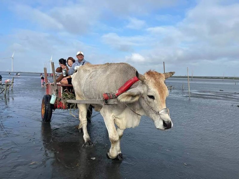 彰化縣芳苑鄉王功海牛文化基地延續海牛文化,動員居民參與,積極規劃海牛學校、培訓接班海牛,更將安排退休海牛與耕牛安養處所,獲選文化部首屆百大文化基地。(魏清水提供)中央社記者蕭博陽彰化縣傳真 114年4月4日