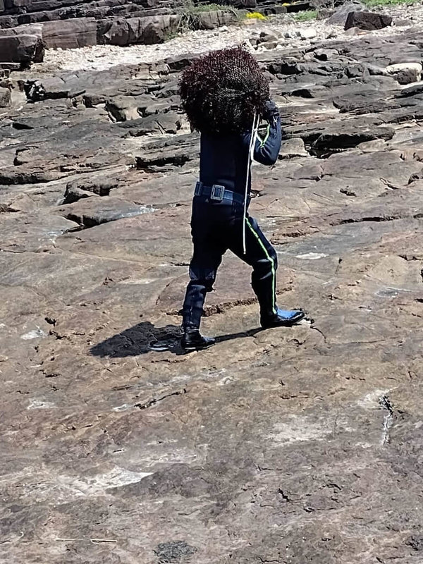石花菜為東北角常見的藻類之一,目前正是盛產期,少數海女現蹤,在潮間帶的礁岩及淺海區採摘。(新北漁業處提供)中央社記者王鴻國傳真 114年4月6日
