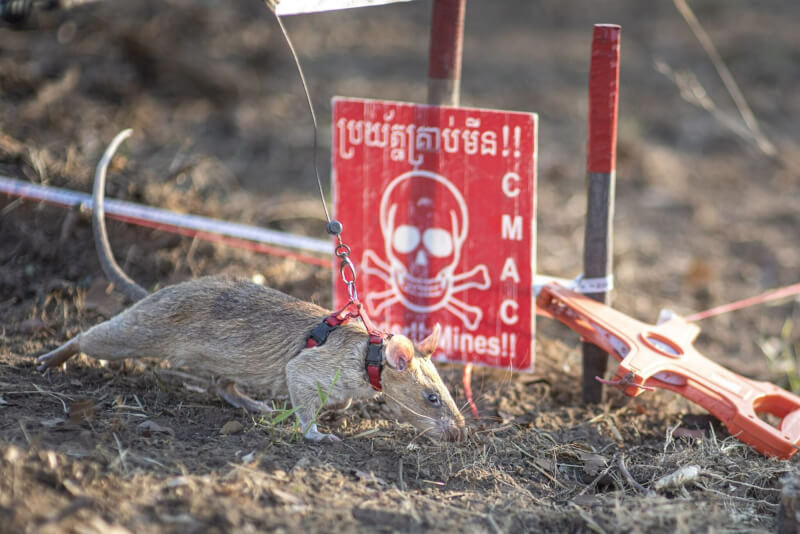 非洲巨鼠羅寧在柬埔寨執行嗅出地雷任務,近來以嗅探到最多地雷的佳績刷新金氏世界紀錄。(圖取自安特衛普掃雷組織網頁apopo.org)