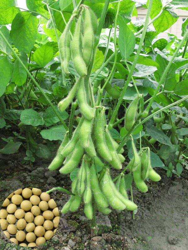 美國宣布對台灣課徵對等關稅32%，台灣區冷凍蔬果工業同業公會7日表示，毛豆銷美占出口總量近2成，對比最大對手中國毛豆，台灣毛豆在品質、價格方面皆具優勢，但仍要進行市場觀察。（農業部高雄區農改場提供）中央社記者楊淑閔傳真  114年4月7日