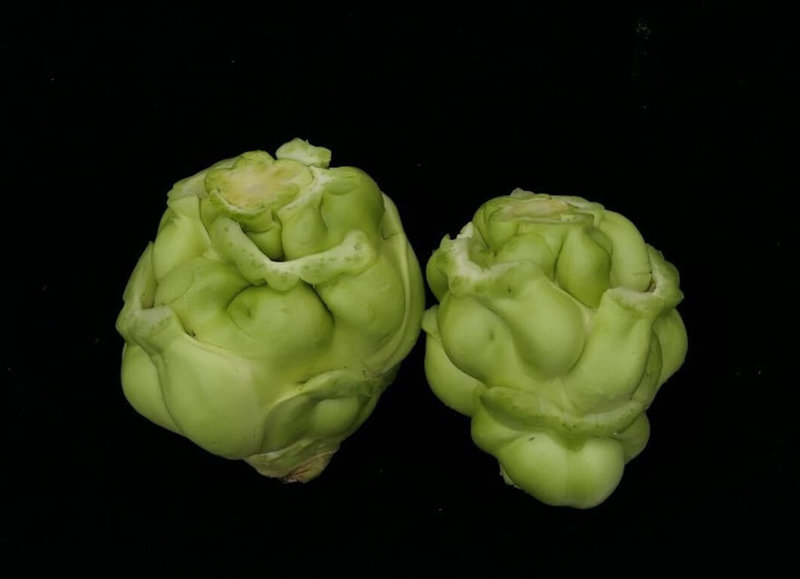 桃園區農改場表示，費時12年育成的芥菜「桃園3號－園頭仔」將上市，遇暖冬不變形，仍是賣相佳的球型。（桃園區農改場提供）中央社記者楊淑閔傳真  114年4月8日