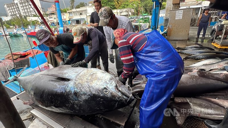 進入捕抓黑鮪魚的季節,台東縣政府加碼捕獲台東首尾黑鮪魚的漁船給予新台幣20萬元獎金,但必須起鉤時是活魚,且屬太平洋鮪魚。圖為113年4月19日台東第一尾黑鮪魚,重達229公斤。中央社記者盧太城台東攝 114年4月8日