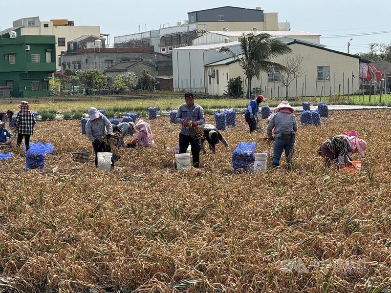 雲林縣蒜農表示,2025年氣候適宜,平均每分地較2024年增收1至2成,且最近市場需求量大,後市看俏。中央社記者姜宜菁攝 114年4月10日