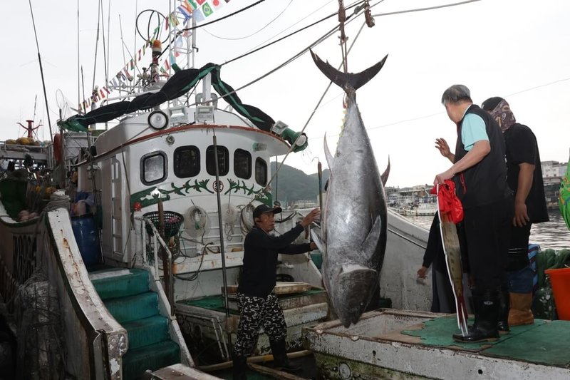 蘇澳籍漁船「全昌隆168號」日前捕獲1尾重216公斤黑鮪魚,經鑑定是「全國第一鮪」,10日以每公斤新台幣7700元售出,總價逾166萬元。(蘇澳區漁會提供)中央社記者沈如峰宜蘭縣傳真 114年4月10日