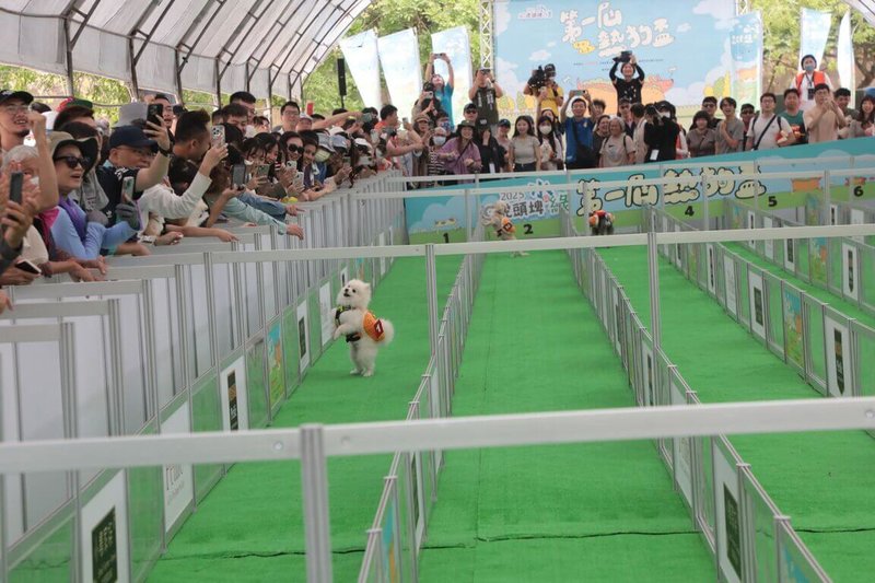 「2025虎頭埤水與綠-第1屆熱狗盃」全國小型犬錦標賽12日在台南虎頭埤風景區登場,毛小孩亮相較勁。(台南市政府提供)中央社記者張榮祥台南傳真 114年4月12日
