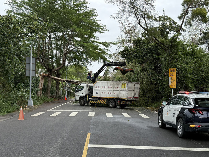 一名機車女騎士13日上午行經彰化縣員林市員南路時,疑為閃避汽車而撞上倒塌路樹,受傷送醫,後續由清潔隊清除相關障礙物,並已恢復通行。(警方提供)中央社記者鄭維真傳真 114年4月13日