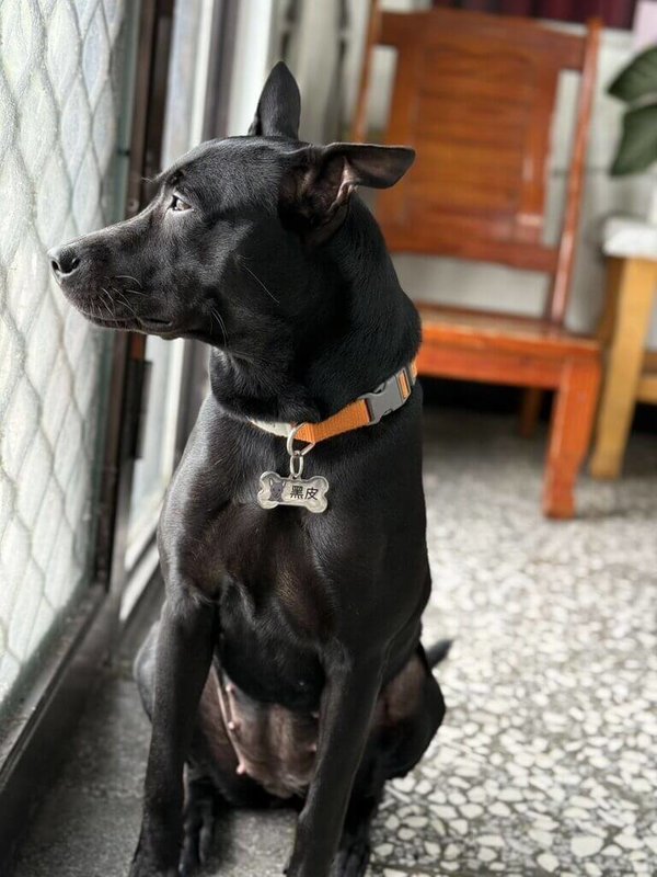 宜蘭縣政府警察局羅東分局五結分駐所飼養黑色混種母犬「黑皮」(圖),所內李姓警員涉腳踹「黑皮」,導致牠第1節尾椎錯位,宜蘭縣動植物防疫所依違反動保法開罰。(讀者提供)中央社記者王朝鈺傳真 114年4月13日
