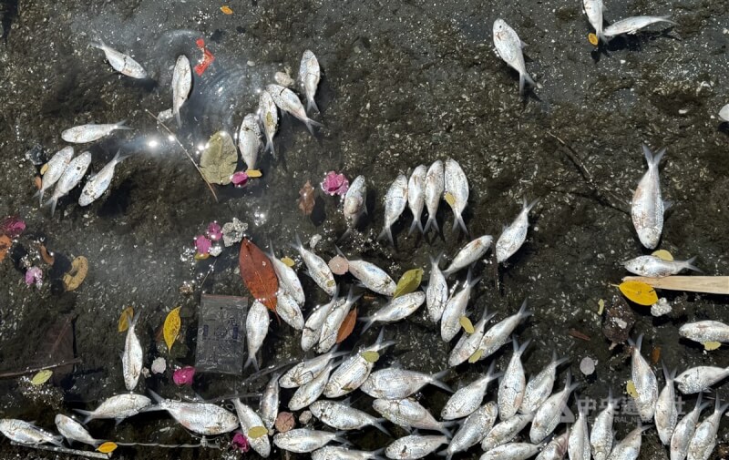 圖為14日高雄市愛河沿線依舊有漂浮死魚。中央社記者董俊志攝 114年4月14日