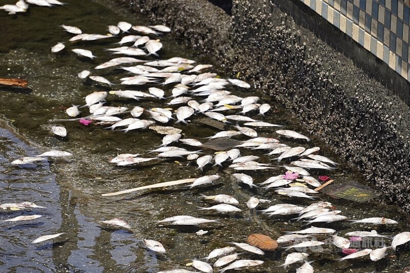 圖為14日高雄市愛河沿線河面依舊可看到漂浮死魚之一景。中央社記者董俊志攝 114年4月14日