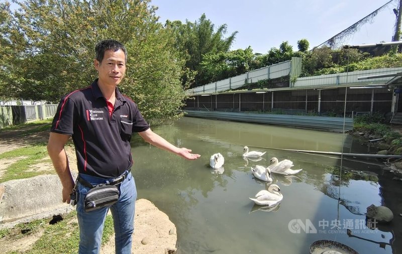 在苗栗經營汽修廠的范進軒（圖）自學鑽研天鵝飼養孵育技術，成功繁殖疣鼻天鵝幼鳥，如今已有5隻「醜小鴨」長大成美麗白天鵝，水中優游體態優雅動人。中央社記者管瑞平攝  114年4月14日