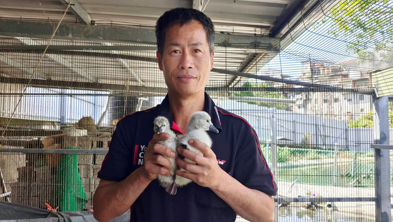 在苗栗經營汽修廠的范進軒(圖)自幼深受父親影響,對鳥禽動物有濃厚興趣,斜槓成立繁殖場,致力於台灣特有與珍稀鳥禽的飼養與繁殖研究,手中毛茸茸的「醜小鴨」將長大蛻變成天鵝。中央社記者管瑞平攝 114年4月14日