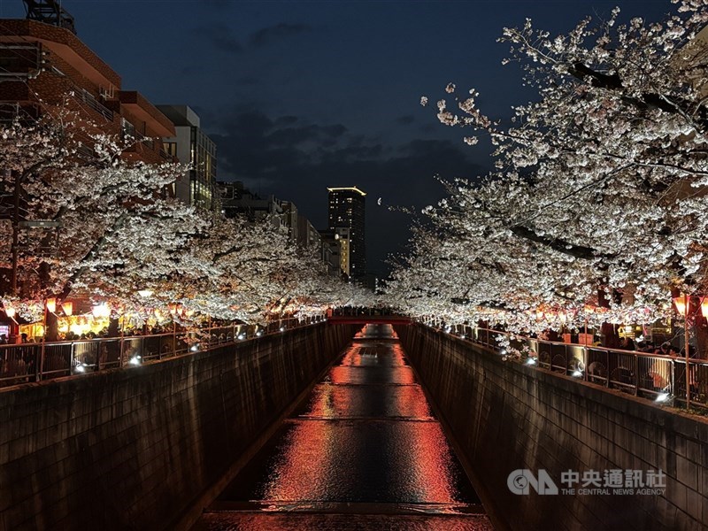 圖為東京著名賞櫻景點目黑川的夜櫻。（中央社檔案照片）