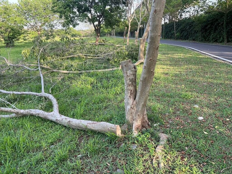 新竹市千甲空氣品質淨化區種植許多光臘樹,民進黨新竹市議員曾資程16日指出,近日發現淨化區內光臘樹遭不明人士攔斷,呼籲市府緝凶。市府則表示,將通報警方介入調查,釐清事證、追查責任。(曾資程提供)中央社記者魯鋼駿傳真 114年4月16日