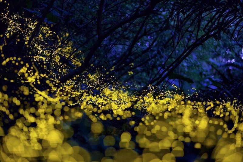 每年4月到5月是螢火蟲爆發季節,宜蘭縣政府與礁溪鄉公所分別推出賞螢導覽解說活動,邀請民眾欣賞夢幻螢光。(礁溪鄉公所提供)中央社記者沈如峰宜蘭縣傳真 114年4月18日