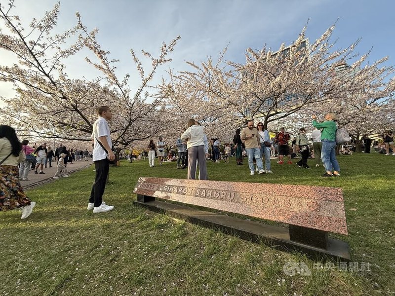 位於立陶宛首都維爾紐斯的杉原千畝櫻花公園有數十棵日本政府贈與的櫻花樹,每年約4月下旬盛開,吸引許多民眾前來賞櫻。中央社記者游堯茹維爾紐斯攝 114年4月20日