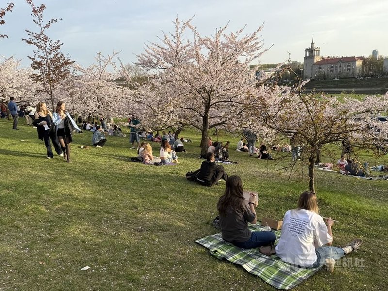 立陶宛櫻花花期僅約兩週,當地民眾與遊客紛紛把握機會前來捕捉美照與休憩,也有許多民眾特意帶壽司來野餐。中央社記者游堯茹維爾紐斯攝 114年4月20日