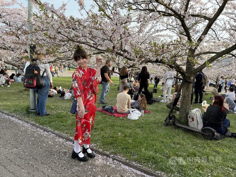 杉原千畝櫻花公園的櫻花季也象徵春天的正式到來,報到賞櫻幾乎已成為維爾紐斯人每年的傳統,許多民眾也會特意打扮來拍美照。中央社記者游堯茹維爾紐斯攝 114年4月20日