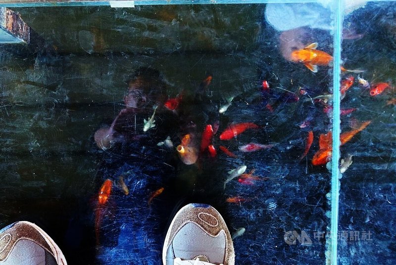 嘉義縣民雄鄉魚罐頭咖啡館架構在魚塭上,腳下可見鯉魚游來游去。中央社記者蔡智明攝 114年4月22日