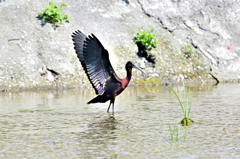 台東歐姓鳥友近日在知本魚塭周邊發現一隻罕見大鳥彩䴉,他表示,彩䴉過去被歸類稀有迷鳥,相當罕見,「有如中大獎的感覺」。(台東鳥友提供)中央社記者盧太城台東傳真 114年4月22日