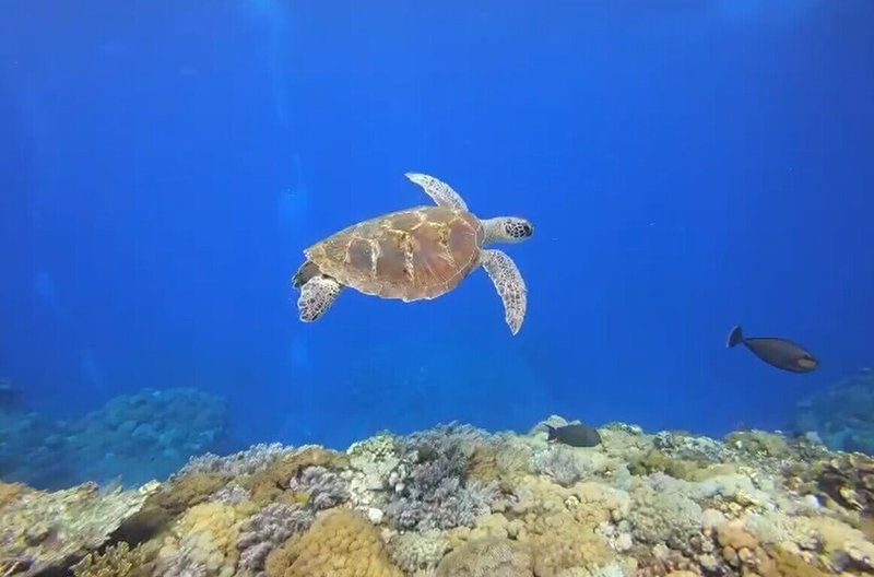 海洋委員會海洋保育署與台東縣自然與人文學會合作,耗時2年時間研究調查綠島周邊海域海龜狀況,這次調查記錄下綠蠵龜、玳瑁、赤蠵龜、欖蠵龜及革龜5種海關;有標示記錄到的有80隻。(趙仁方提供)中央社記者盧太城台東傳真 114年4月22日