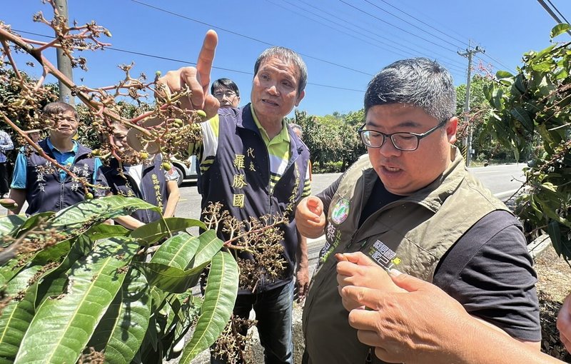 嘉義縣番路鄉的芒果產區受到氣候影響,災損嚴重,民進黨立委蔡易餘(右)22日會同農業處、台南農改場等相關單位人員前往勘災。(蔡易餘提供)中央社記者蔡智明傳真 114年4月22日