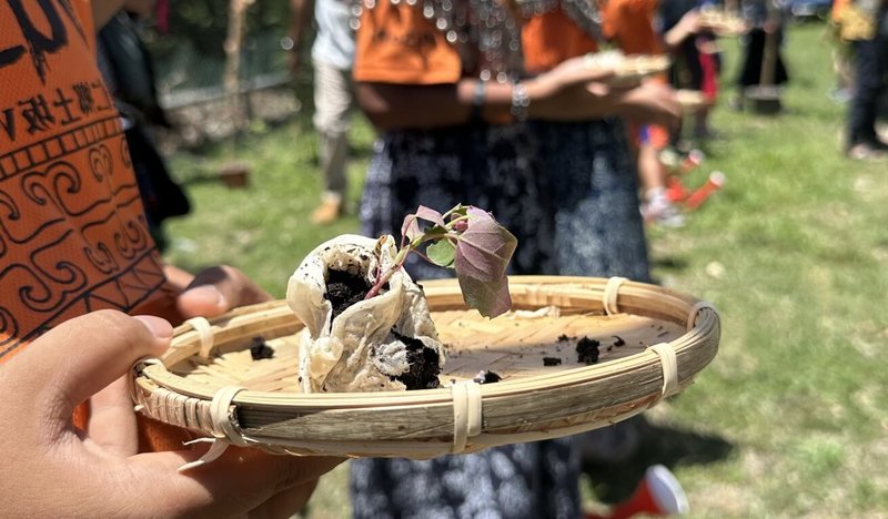 曾在太空中經歷7個月旅行的紅藜,22日返回原鄉落土,將由台東縣土坂vusam文化實驗小學學生照料,記錄經太空洗禮的紅藜生長情況。(民眾提供)中央社記者盧太城台東傳真 114年4月22日