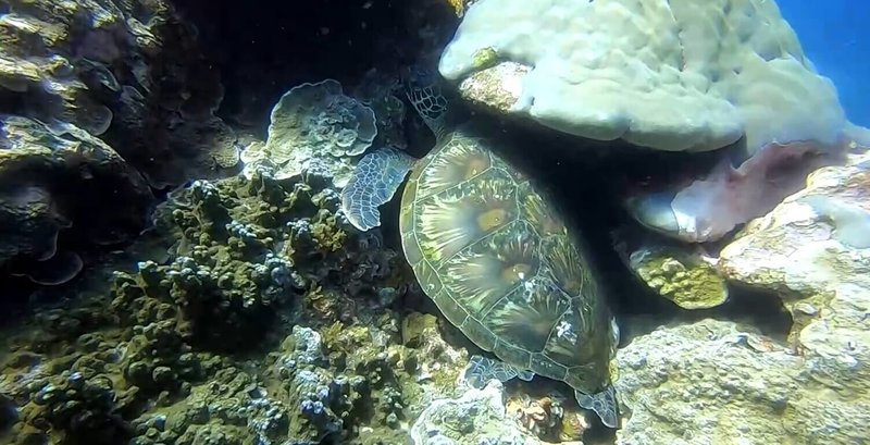 為了解台東綠島海域海龜族群與生態,海洋委員會海洋保育署與生態團體合作調查綠島周邊海域,記錄到5種逾80隻海龜。(趙仁方提供)中央社記者盧太城台東傳真 114年4月22日