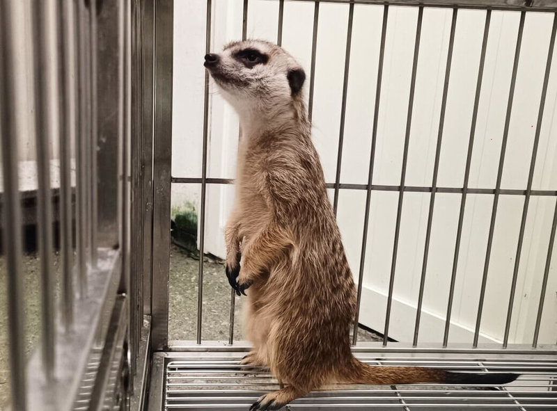 新北市三芝區街頭近日突然出現一隻狐獴,市府動物保護防疫處接獲通報後,將狐獴帶回安置,經獸醫師進行全身檢查,狐獴健康情況正常,身上無明顯外傷。由於台灣無原生狐獴,推測可能是人工飼養走失。(新北市動保處提供)中央社記者趙敏雅傳真 114年4月23日