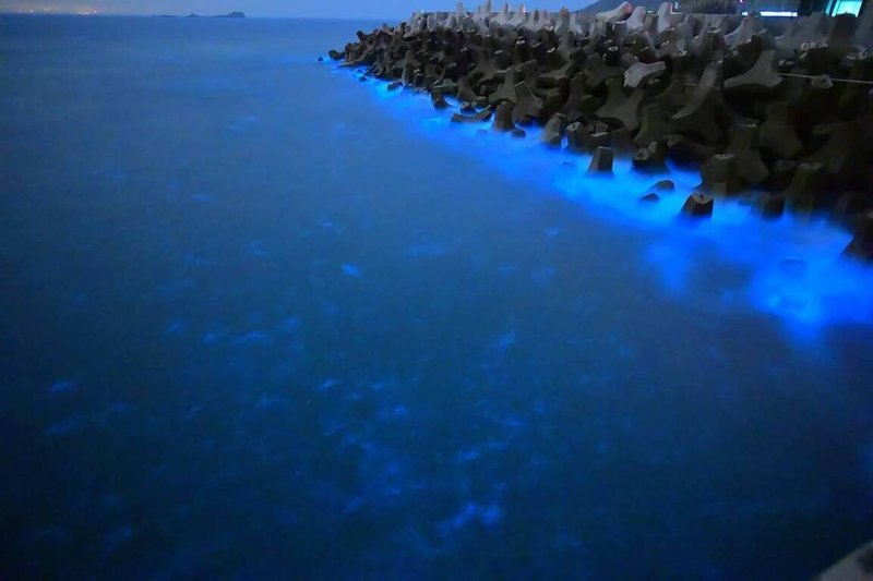 春季以自然景觀「藍眼淚」著名的馬祖,22日晚間,連江縣南竿鄉、莒光鄉、北竿鄉多處海岸都出現今年首度大量藍眼淚觀測紀錄。圖為莒光鄉東莒的民宿業者拍攝的藍眼淚。(東莒船老大民宿鄭智新提供)中央社記者潘欣彤傳真 114年4月23日