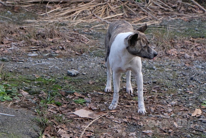 有民眾日前到新竹市南寮看夕陽時,遭一群浪犬攻擊受傷。新竹市動物保護及防疫所表示,已派員加強巡捕浪犬。圖為流浪犬,非當事犬隻。(中央社檔案照片)