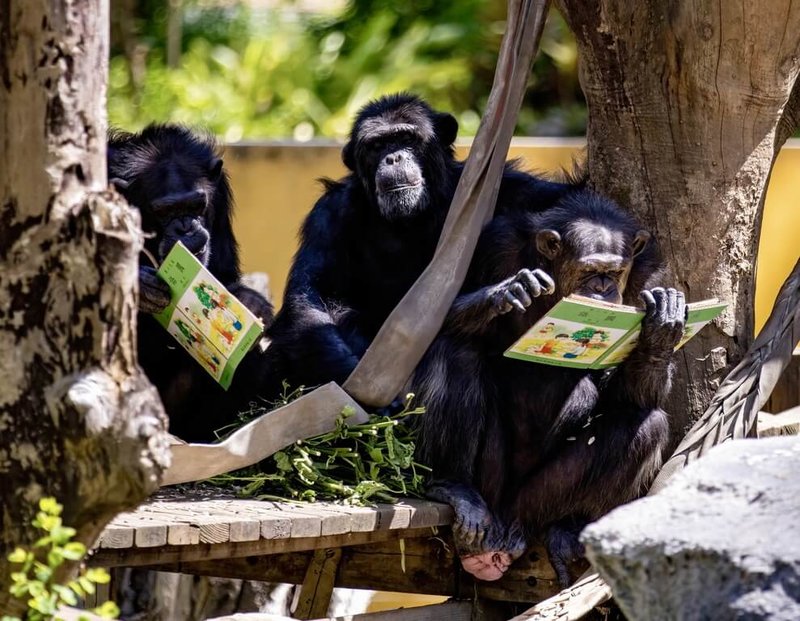 響應4月23日世界閱讀日,高雄壽山動物園發揮創意,為黑猩猩設計可食用書本。(高雄市觀光局提供)中央社記者蔡孟妤傳真 114年4月23日